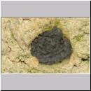 Trypoxylon figulus - Grabwespe w06 Nestverschluss - OS-Wallenhorst-Tongrube-Lehmwand.jpg